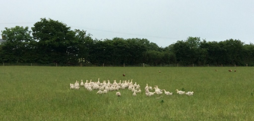 Beech Ridge Farm